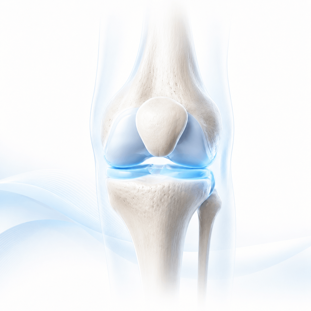 Knee joint illustration